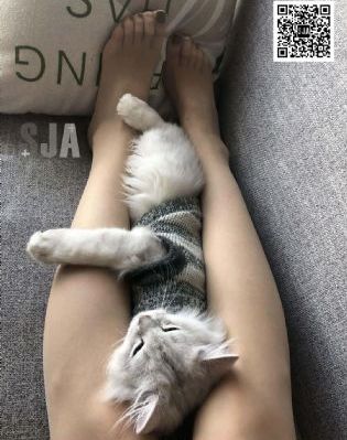 电视剧大过年
